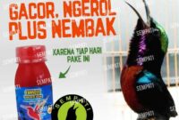 Apa makanan terbaik untuk kolibri peliharaan