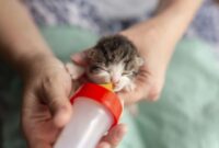 Strategi sosialisasi anak kucing tanpa induk