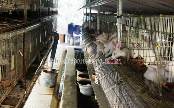 Strategi ternak kelinci di lahan kecil