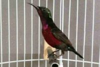 Bagaimana cara merawat kolibri di rumah