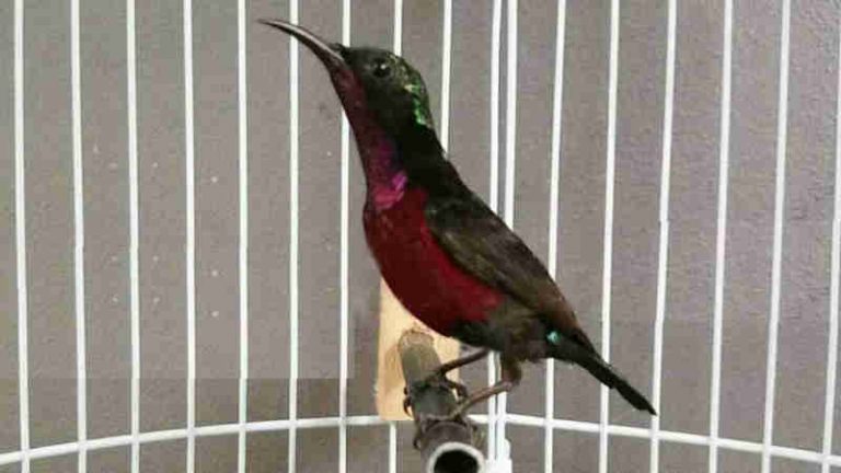 Bagaimana cara merawat kolibri di rumah