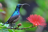 Jenis bunga yang menarik kolibri ke taman