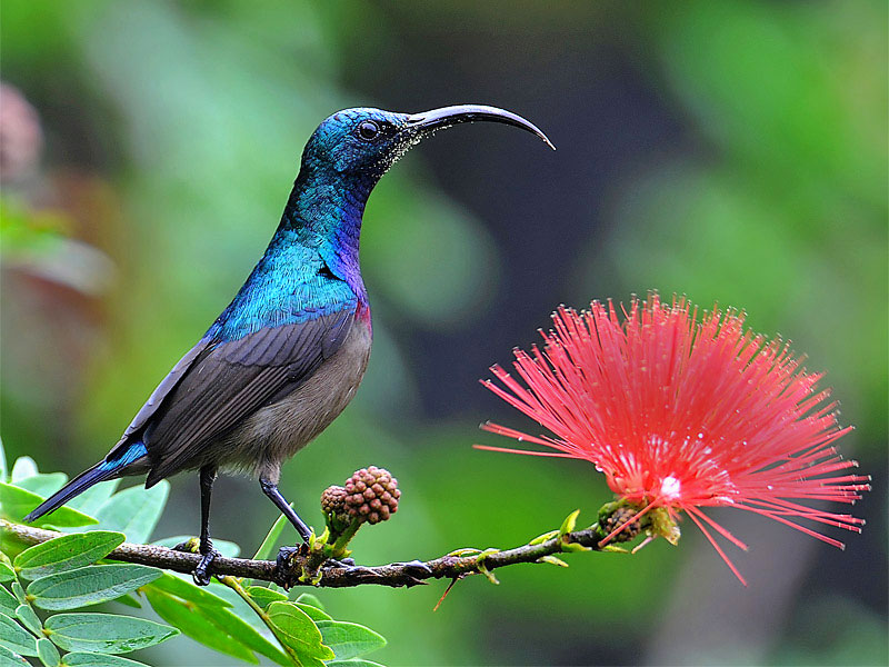 Jenis bunga yang menarik kolibri ke taman