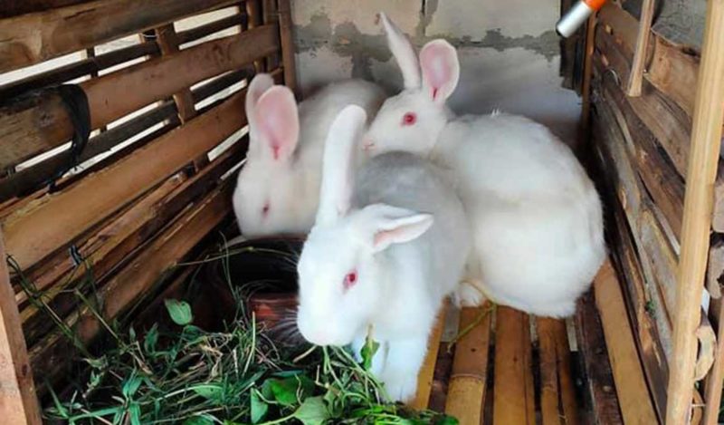 Cara memilih bibit kelinci pedaging yang berkualitas