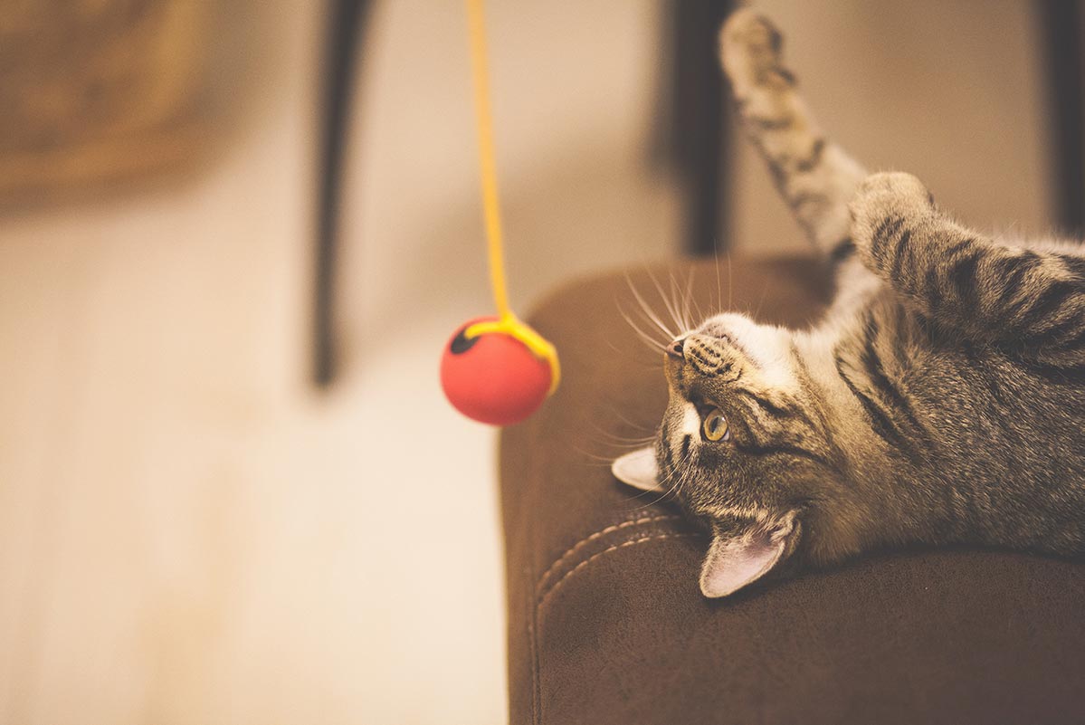 Cara Lengkap Merawat Anak Kucing - Blog Sukapets
