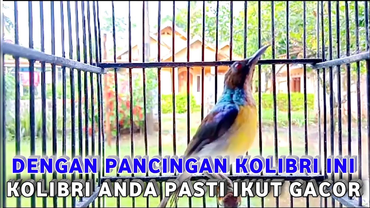 Bagaimana cara merawat kolibri di rumah