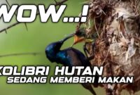 Kapan waktu terbaik memberi makan kolibri