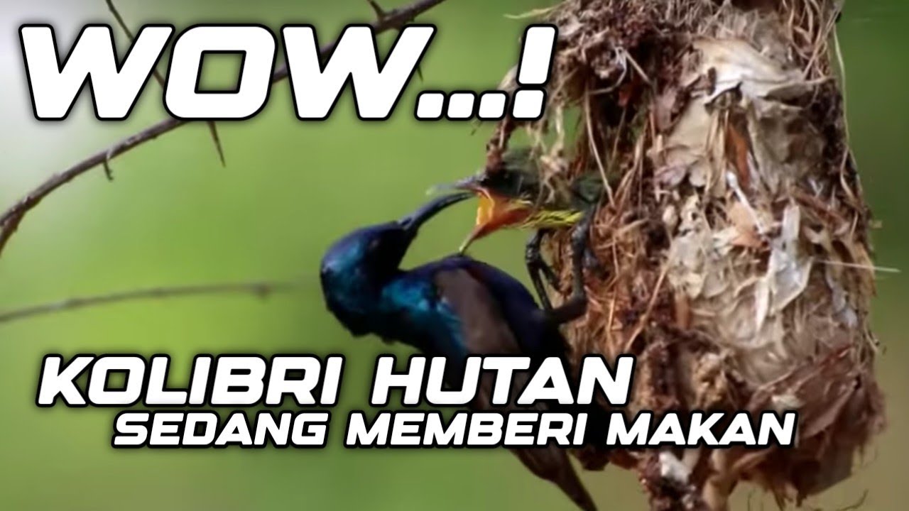 Kapan waktu terbaik memberi makan kolibri