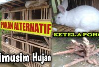 Pakan alternatif untuk kelinci ternak