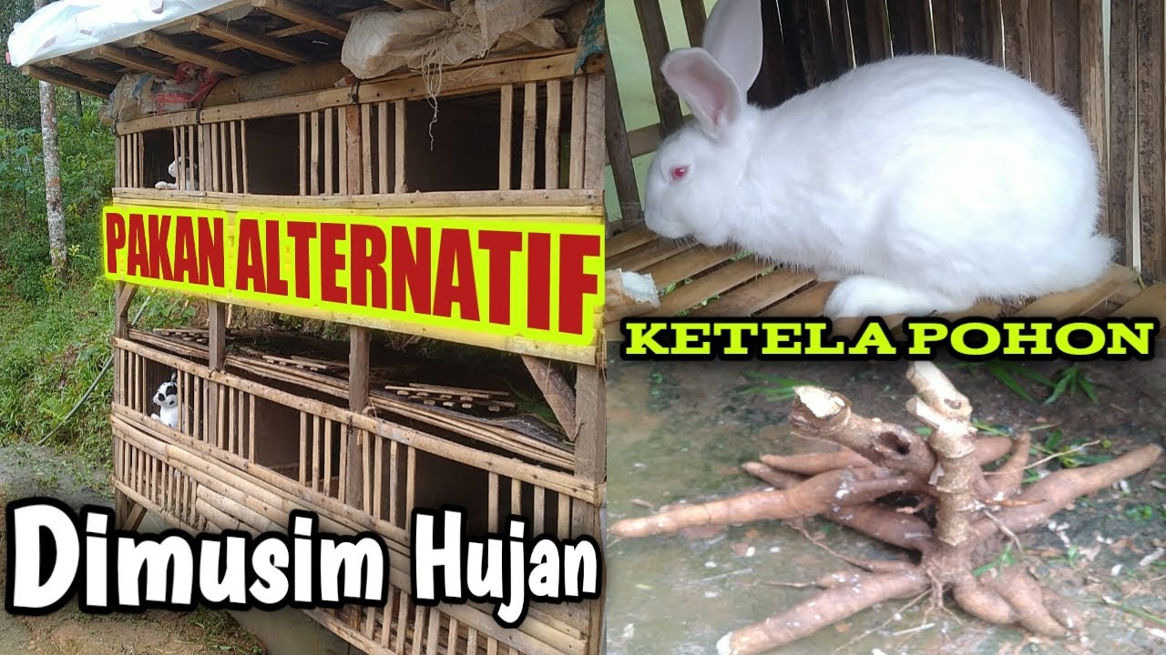 Pakan alternatif untuk kelinci ternak