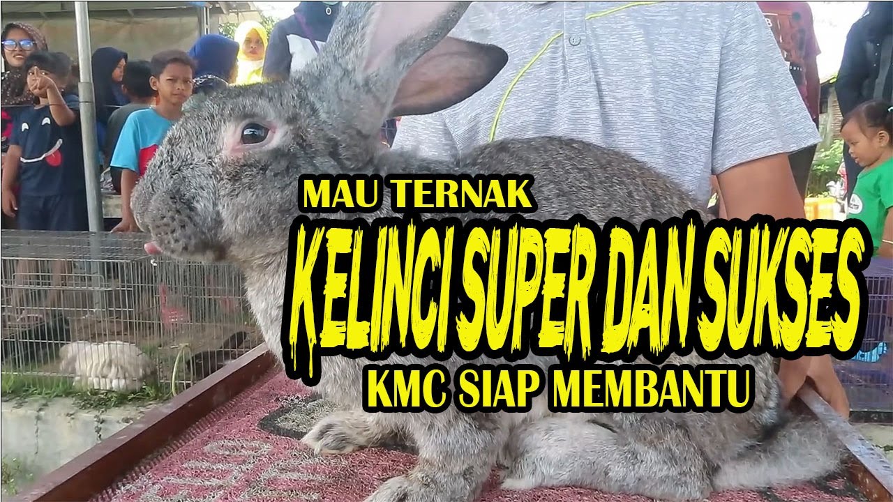 TERNAK KELINCI REX PEMULA SUKSES TANPA NGARIT #petualangnegeriku # ...
