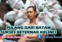 Tips sukses beternak kelinci tanpa ngarit