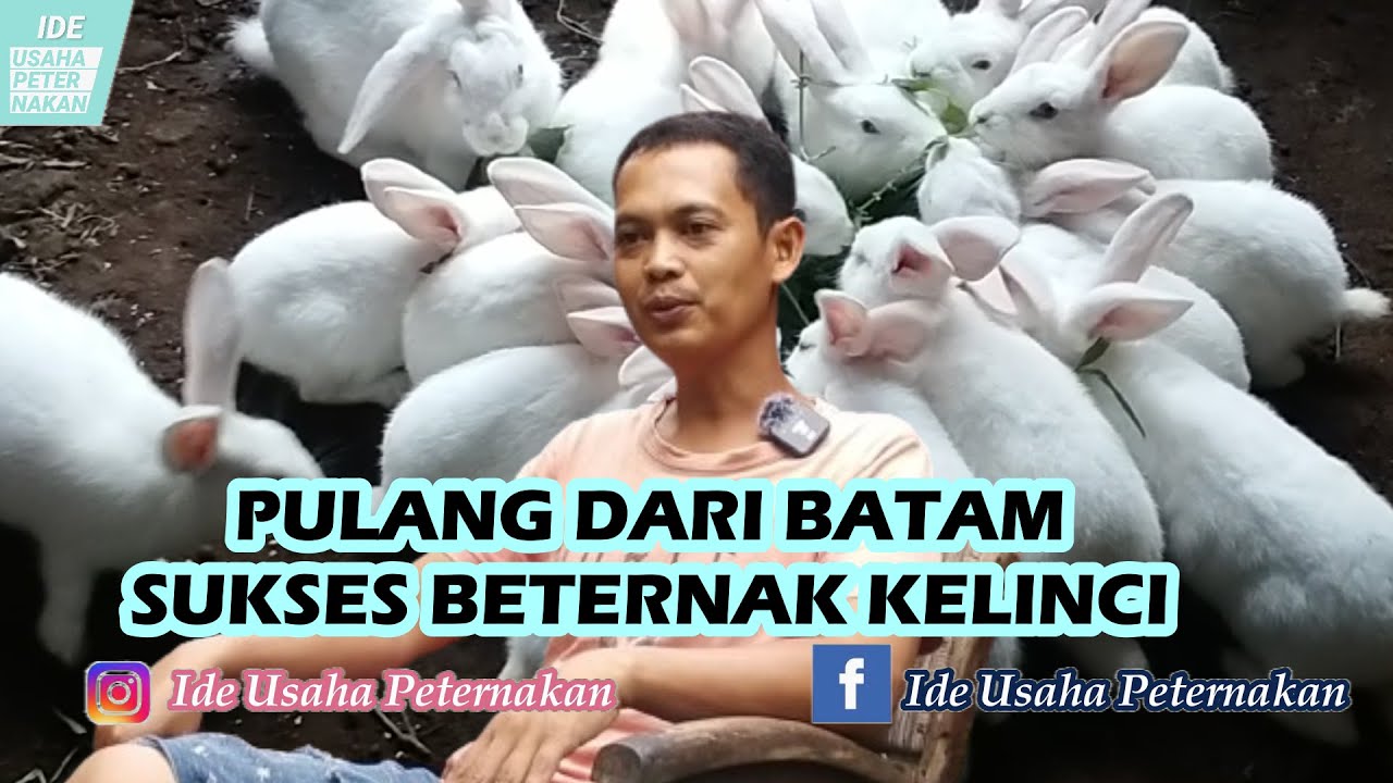 Tips sukses beternak kelinci tanpa ngarit