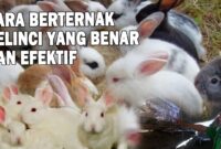 Cara ternak kelinci tanpa harus ngarit