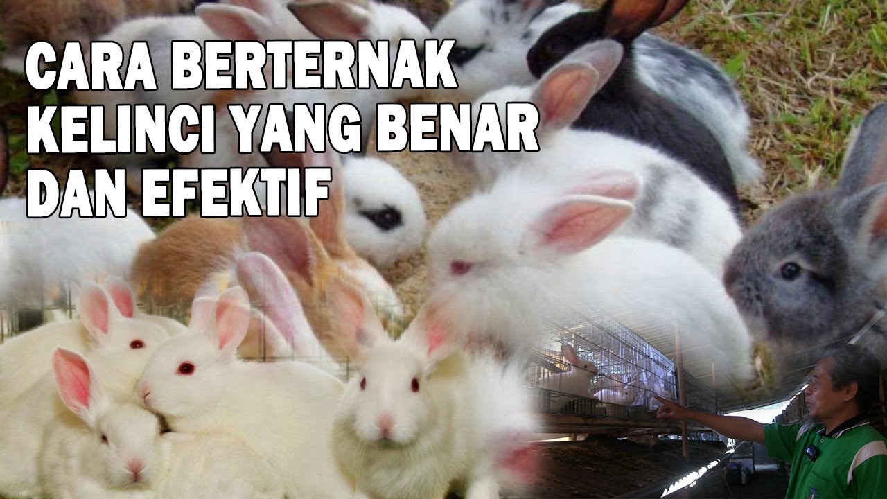 Cara ternak kelinci tanpa harus ngarit
