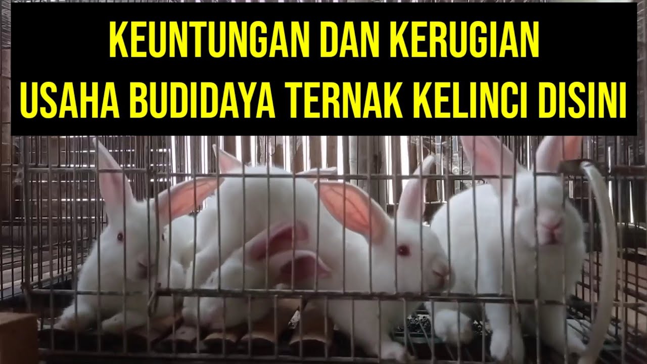Keuntungan ternak kelinci tanpa ngarit