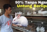 Keuntungan ternak kelinci tanpa ngarit