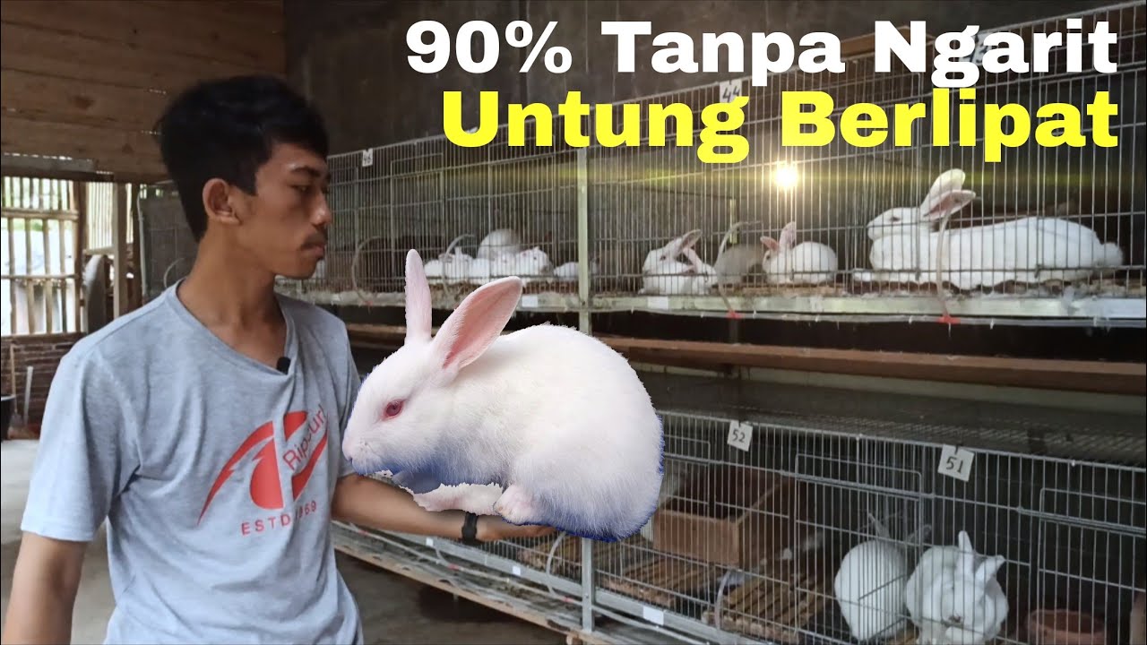 Keuntungan ternak kelinci tanpa ngarit