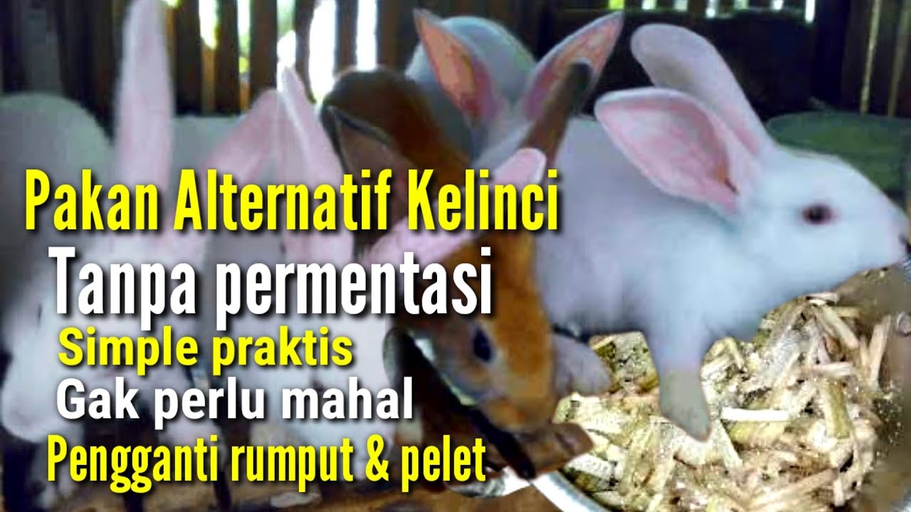 Jenis pakan untuk kelinci tanpa ngarit