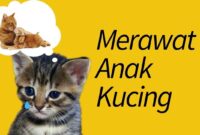 Cara menjaga kesehatan anak kucing tanpa induk