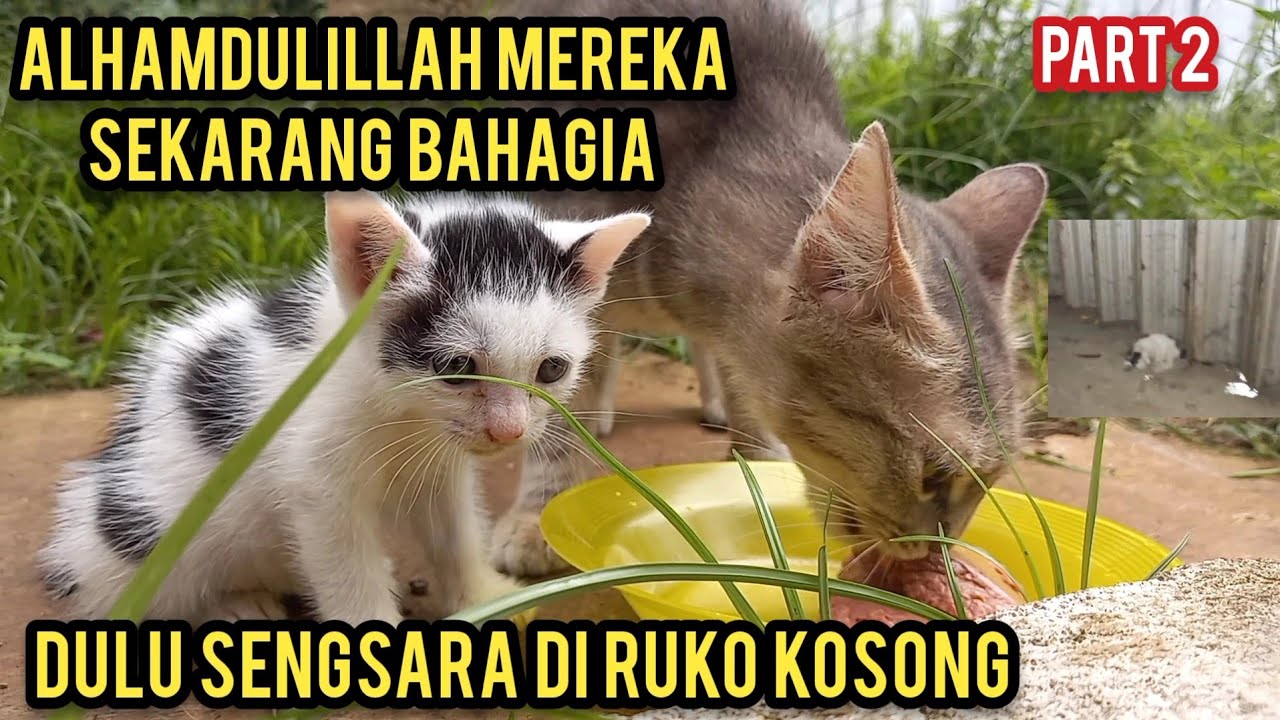 CARA MENGHANGATKAN ANAK BALITA KUCING JALANAN - YouTube