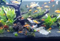Tips merawat ikan hias di aquarium
