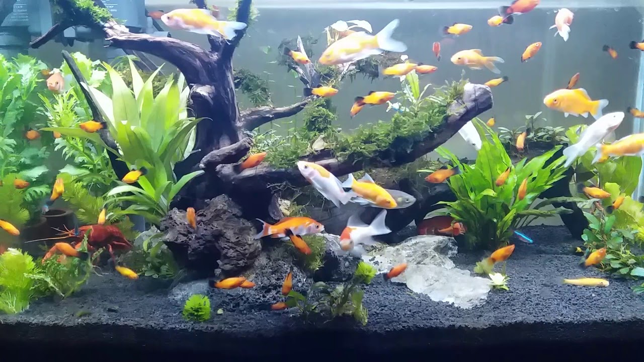 Tips merawat ikan hias di aquarium