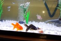 Panduan setting aquarium untuk ikan hias