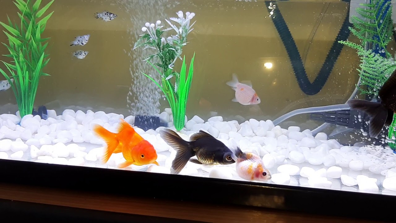 Panduan setting aquarium untuk ikan hias