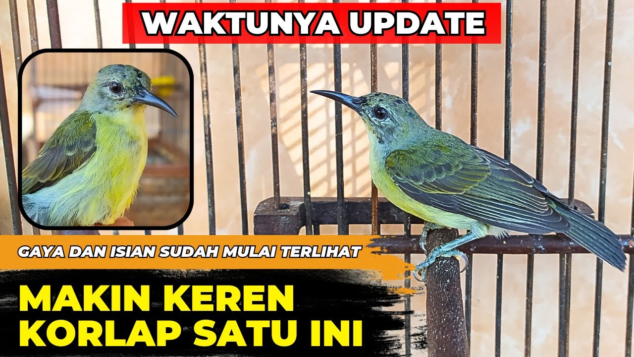Kapan waktu terbaik memberi makan kolibri