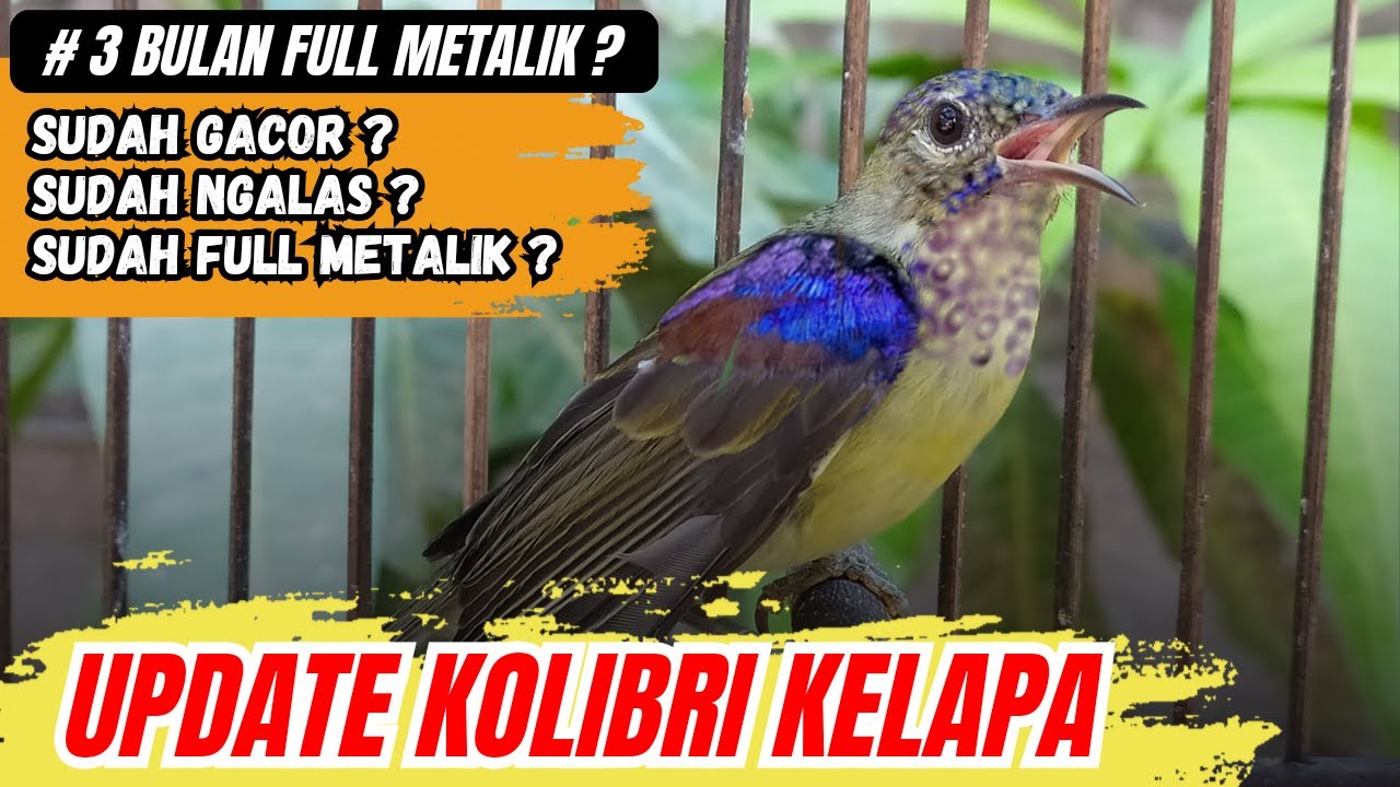 Waktu yang tepat memberi makan kambing saat masuk kandang baru | FAMILY ...