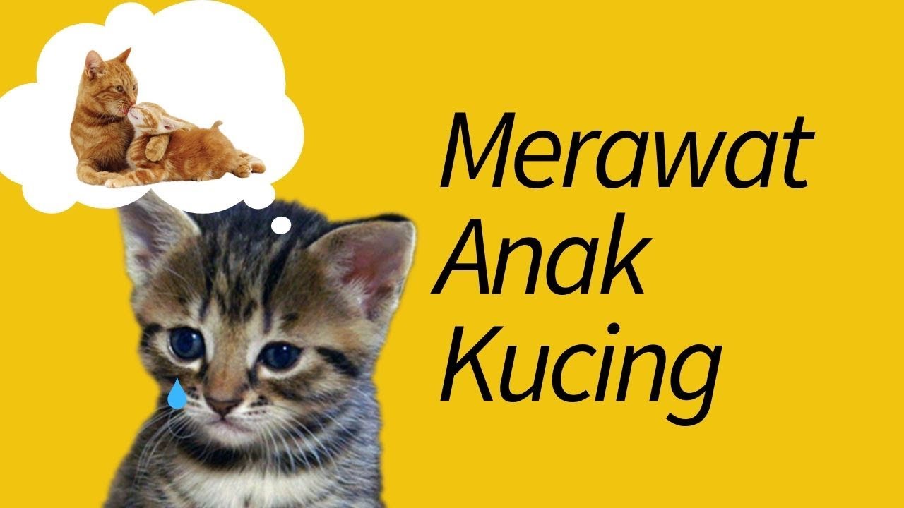 Cara menjaga kesehatan anak kucing tanpa induk