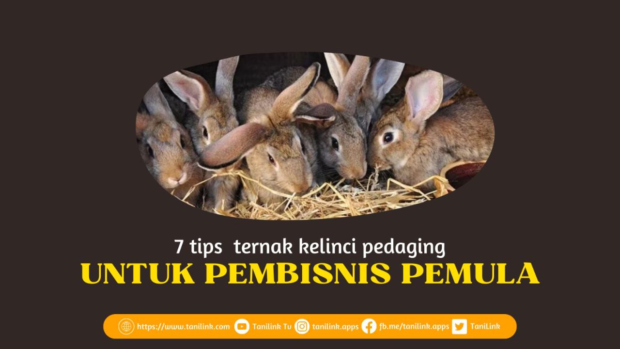 Cara ternak kelinci tanpa harus ngarit